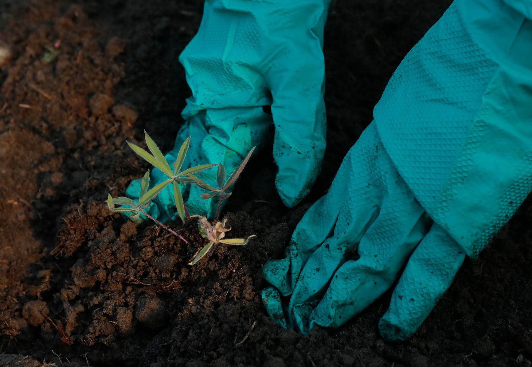 Girl Scouts plant flowers in Billings Depot Pocket Park